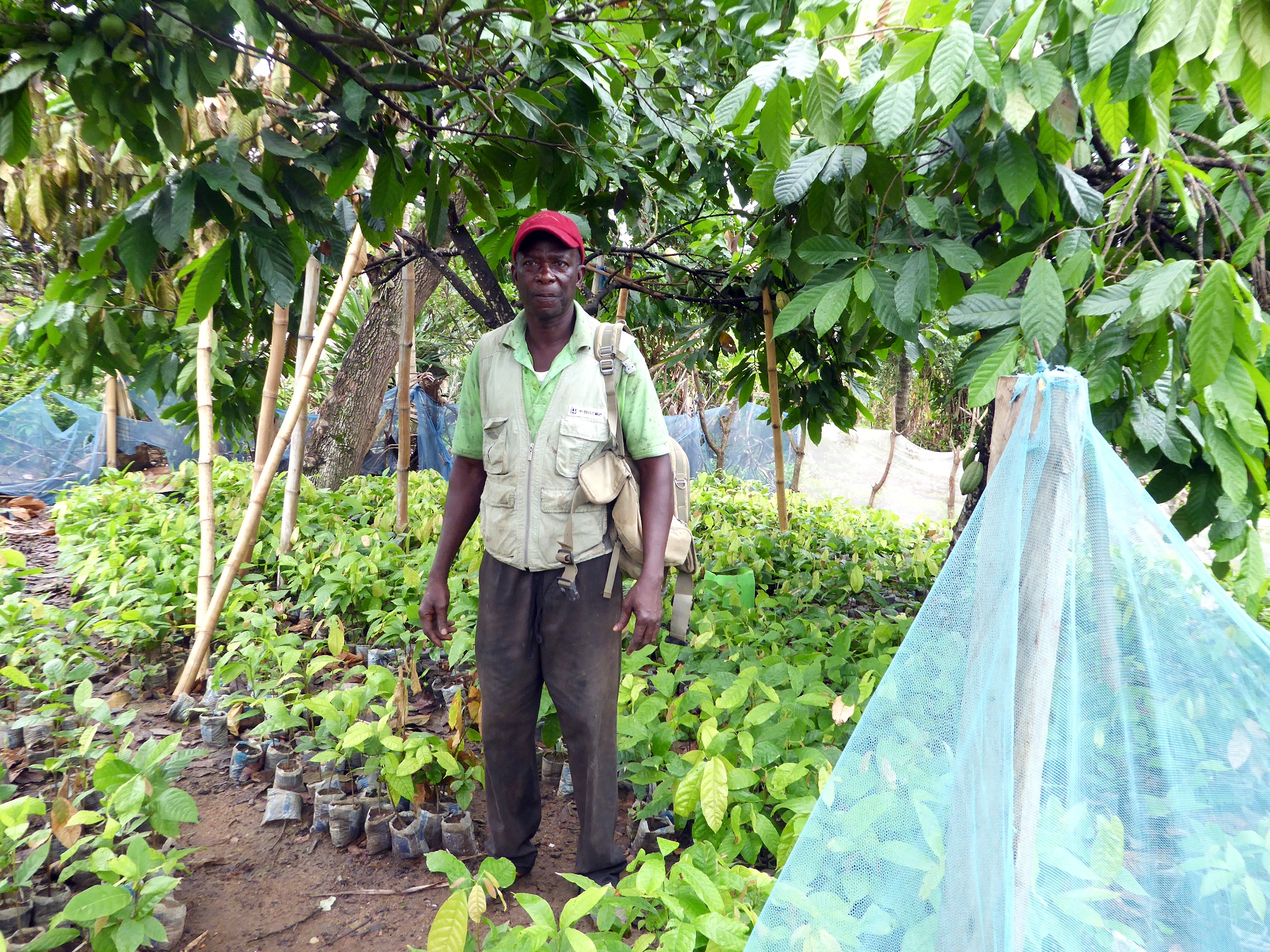 Cocoa farmer – Yaw Asiamah in his nursery Cocoa farmer - Yaw Asiamah in his nursery